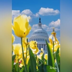 Yellow Tulip Photography Print with Capitol Dome 8x10